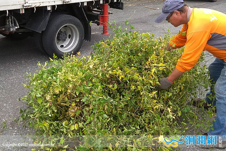 花蓮市公所收購小花蔓澤蘭，每公斤7元