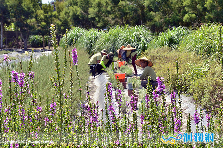發掘吉安鄉農業亮點，黃馨推廣地方特色畜產