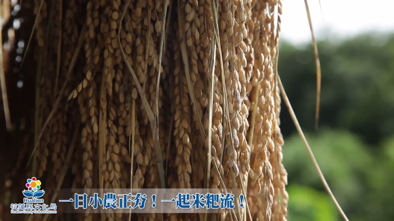 一日小農正夯！一起米粑流！
