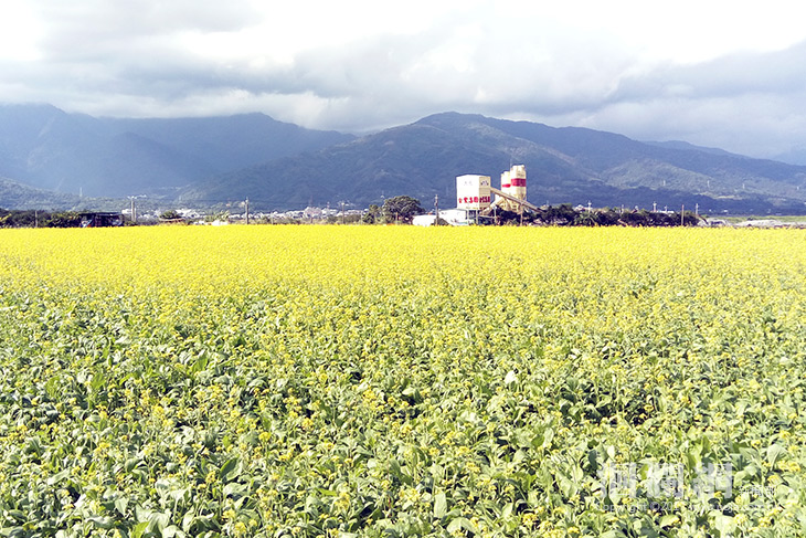 植綠肥，菜花種子免費送