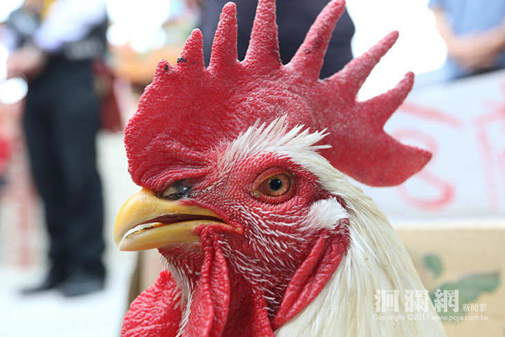 吉安鄉閹雞秤重比賽15斤三兩二奪冠