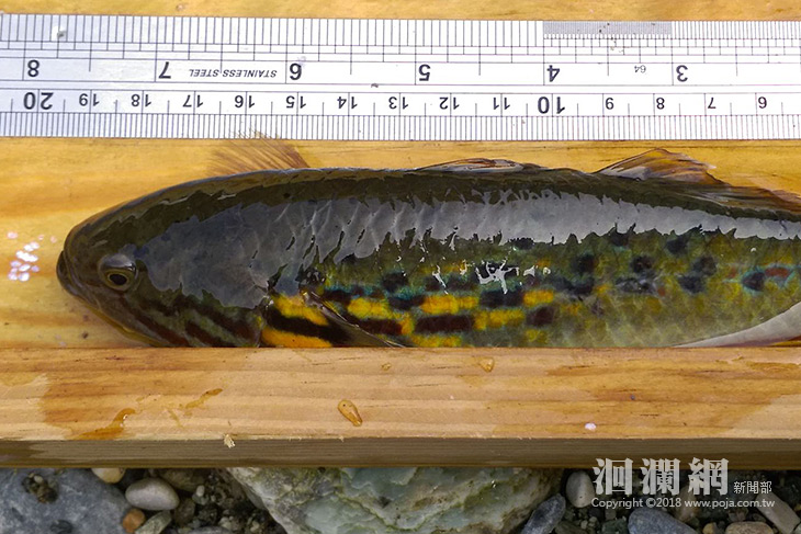 魚類調查新發現，三棧溪無孔塘鱧