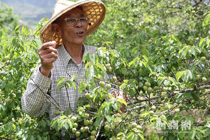 花東青梅盛產，農遊縱谷好食機