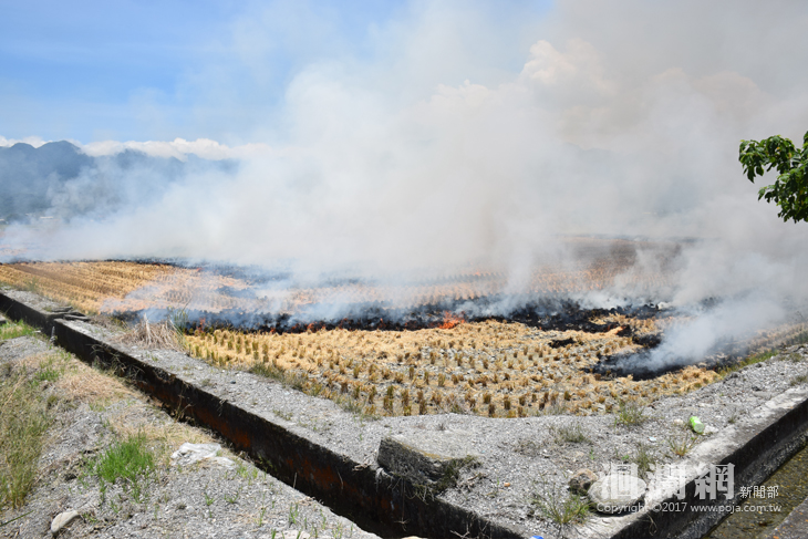 因腐化期短而燃燒稻草.JPG