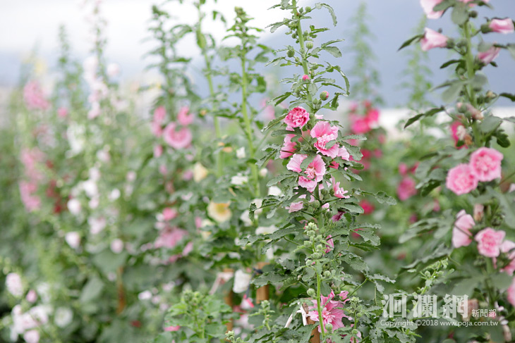 十六股大道蜀葵花開了，市長邀請民眾賞花