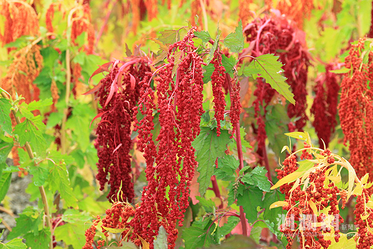 政府輔導臺灣藜產銷，請消費者多加選購