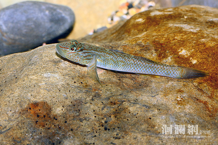 <a href=travel/valley_North/2009-08-18/41.html target=_blank class=infotextkey>林田山</a>-04.jpg