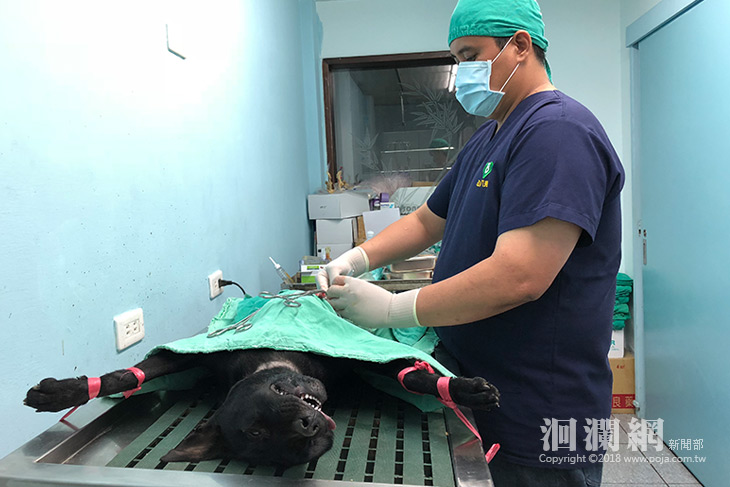 花蓮縣免費犬貓3合1絕育活動開跑囉~