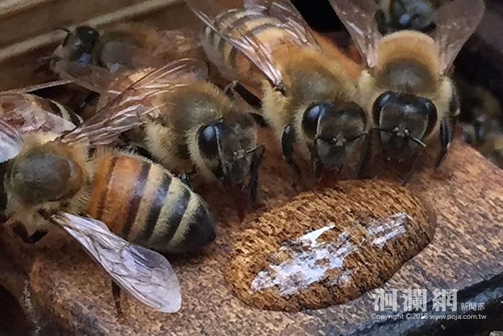林管處試驗養蜂有成!為林下經濟輔導林農作好準