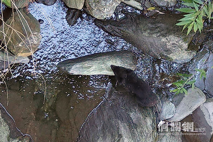 南安瀑布路段管制，黑熊寶寶安全無慮