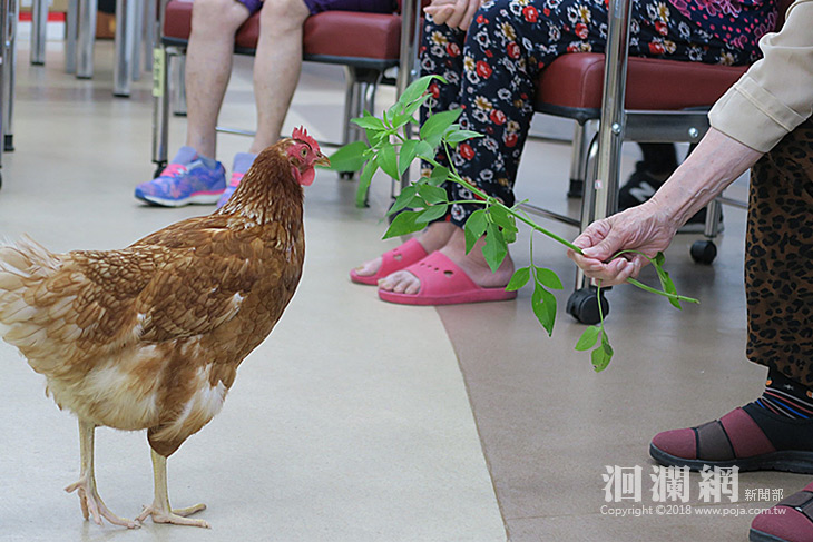 療癒雞果真發揮療癒力，老人家活力再現