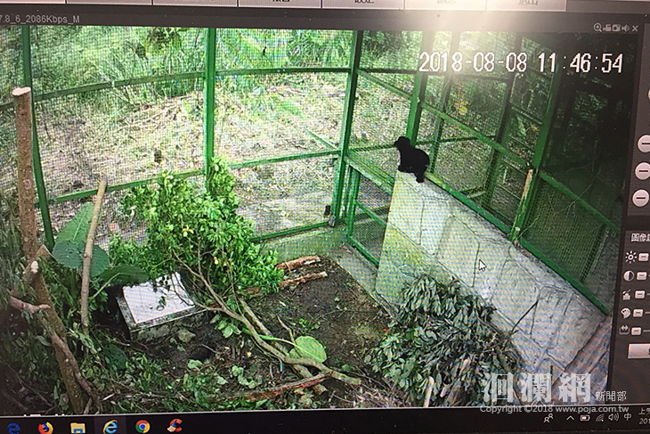 南安小黑熊搭乘黑鷹直升機平安抵達特生中心