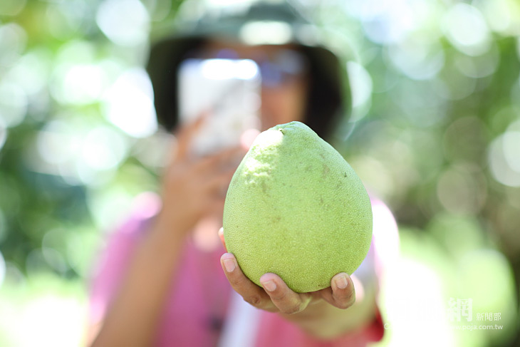 中秋吃柚「藥」小心　避免藥物副作用