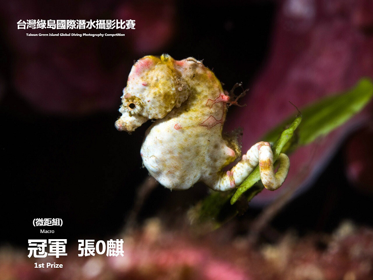 綠島潛水攝影比賽得獎作品出爐