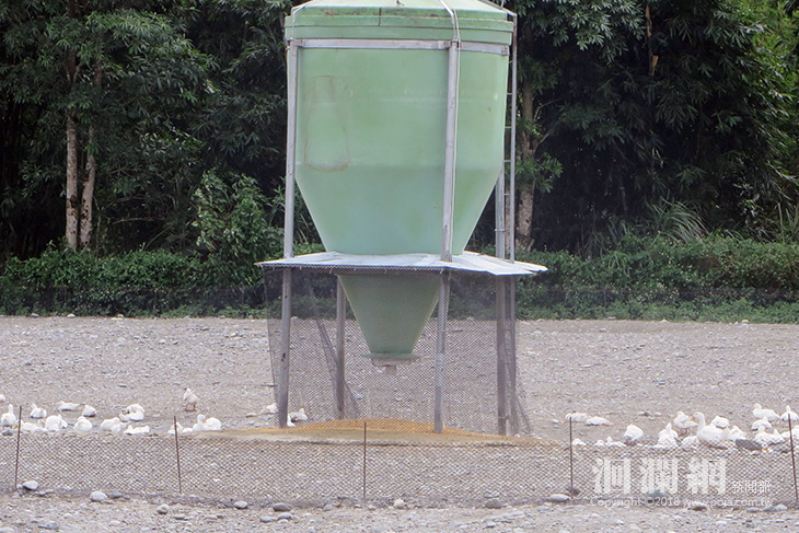 家禽屠宰場及養禽業者應自主落實場區消毒及各項