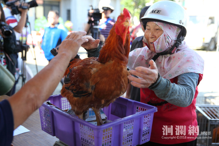 吉安客家藝術節閹雞大賽16斤9兩奪冠