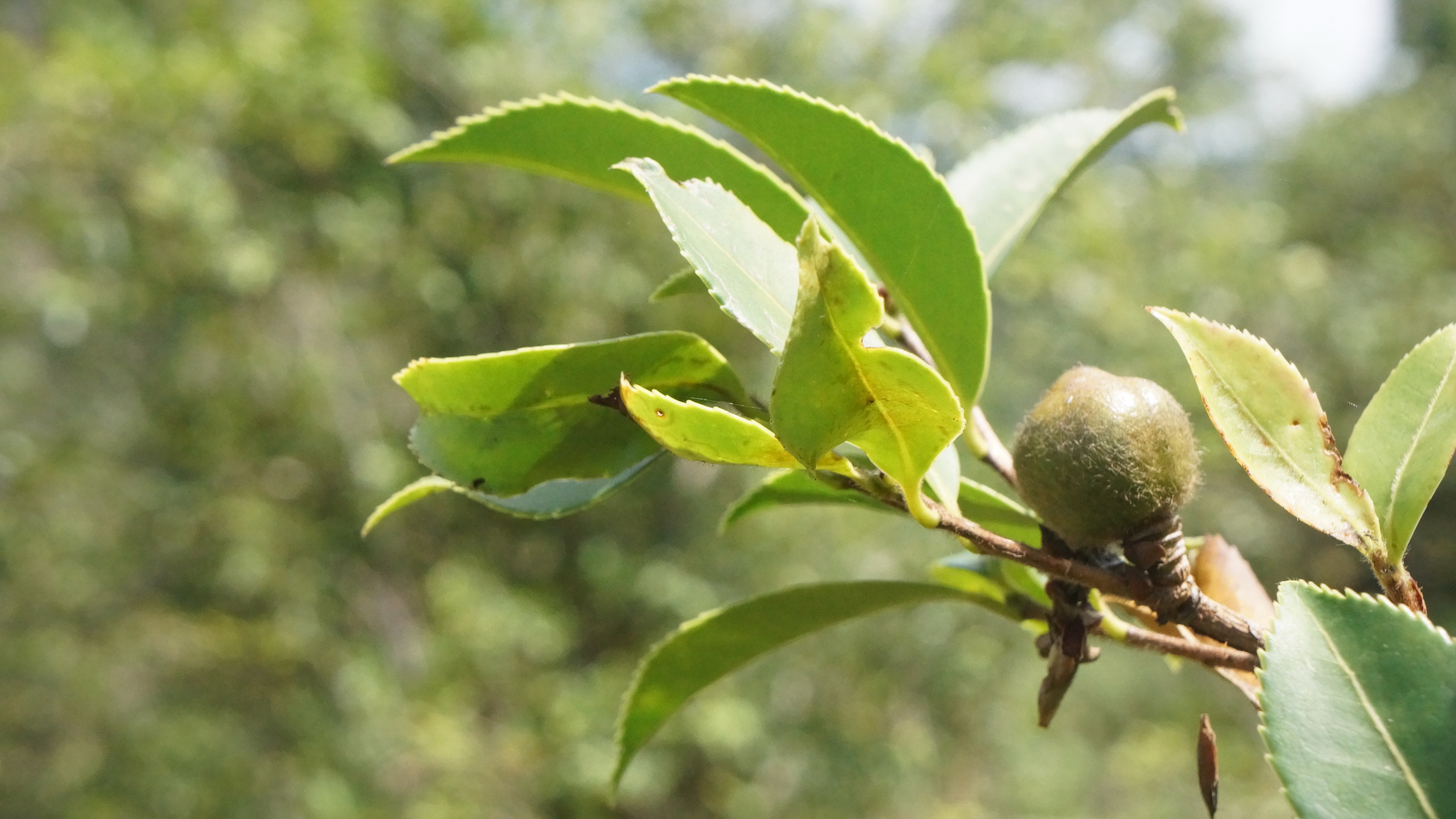  產地餐桌，主廚上菜 - 苦茶油