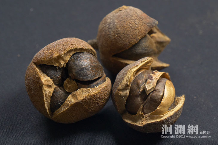 「東方橄欖油」之稱花蓮苦茶油