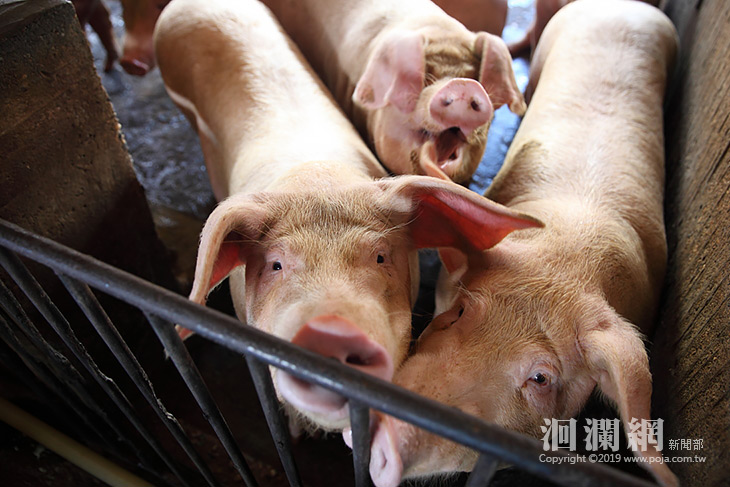 豬圈-01.jpg