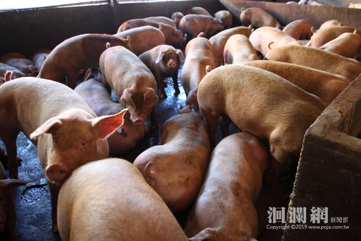 防範非洲豬瘟，縣府辦理廚餘養豬戶轉用飼料差額補