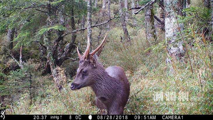 研究顯示：臺灣水鹿會取食登山活動遺留廚餘!!