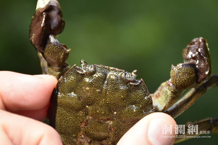新社村加塱溪青毛蟹現身