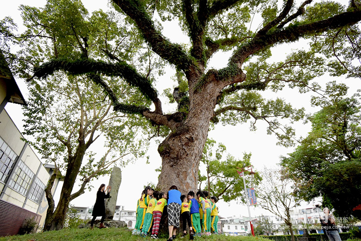 與幼兒在老樹下傳承生命，用愛守護百年樟樹