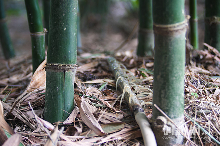 畜牧糞水回收再利用，提供農地肥分使用