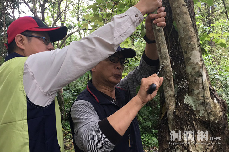 種樹容易護樹難~花蓮林管處教你護樹小密技