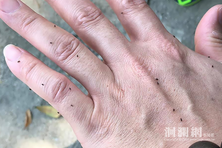 小黑蚊叮咬先用冷水沖，避免搔抓引發感染