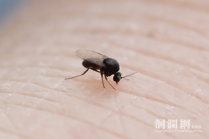 小黑蚊-02.jpg