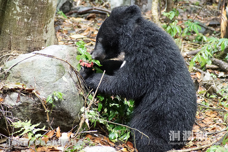 練好生存技能，南安小熊要回家了！