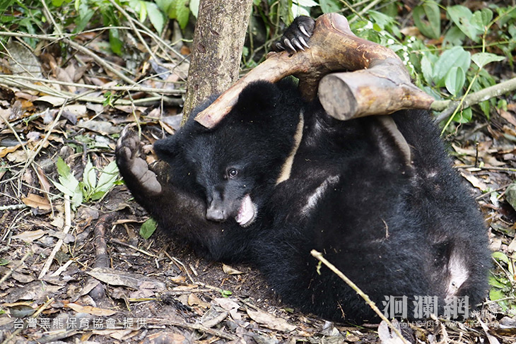 黑熊-09.jpg