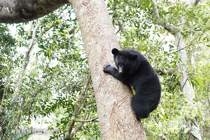 黑熊-02.jpg