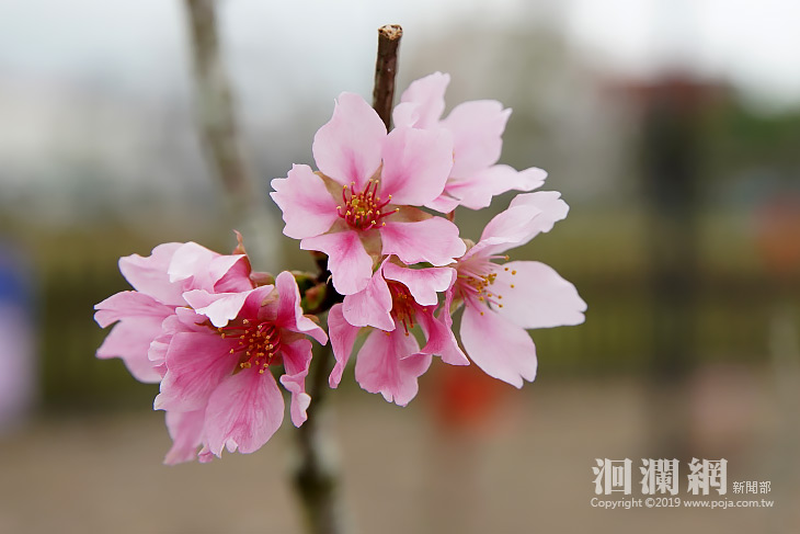 吉安櫻花-01.jpg