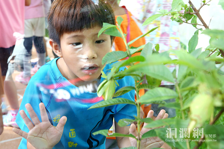 亞泥竹節蟲到花蓮遠百過暑假