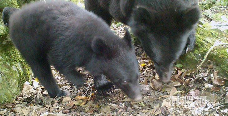 紅外線監測發現卓溪母子熊，林管處呼籲遊客勿驚擾