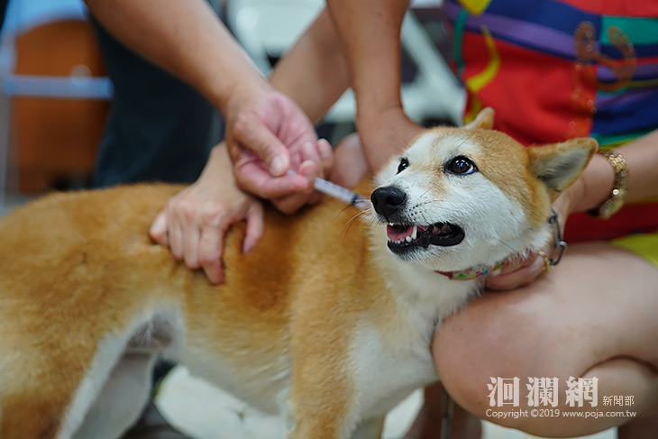 花蓮市8月9日起受理狂犬病疫苗預防注射暨寵物登