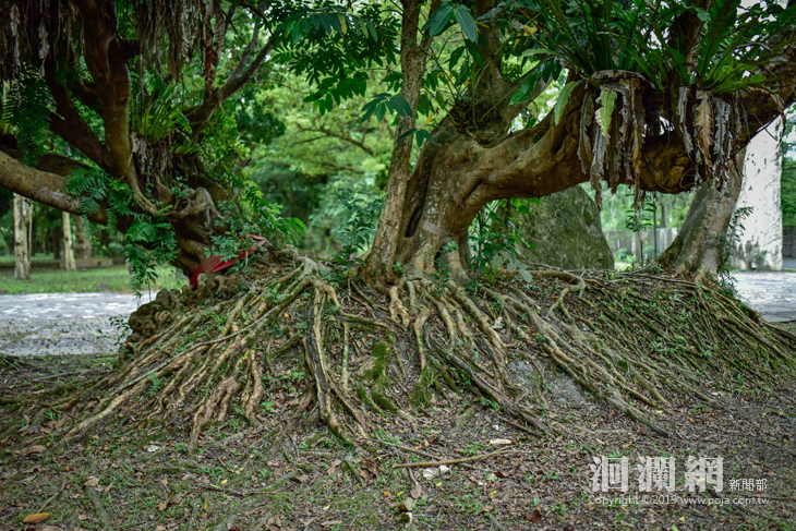 每棵老樹背後，都有屬於他們的故事.jpg