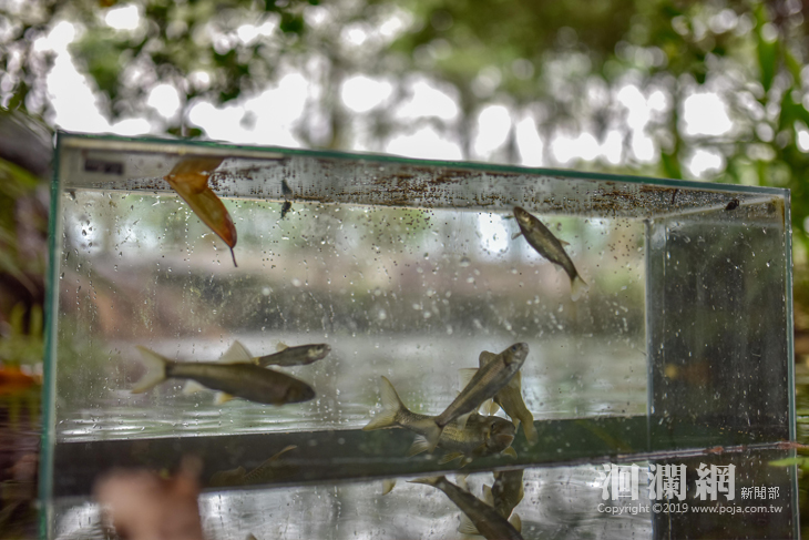 小魚劇場，讓您可以用最近的距離觀察花蓮原生魚種.jpg