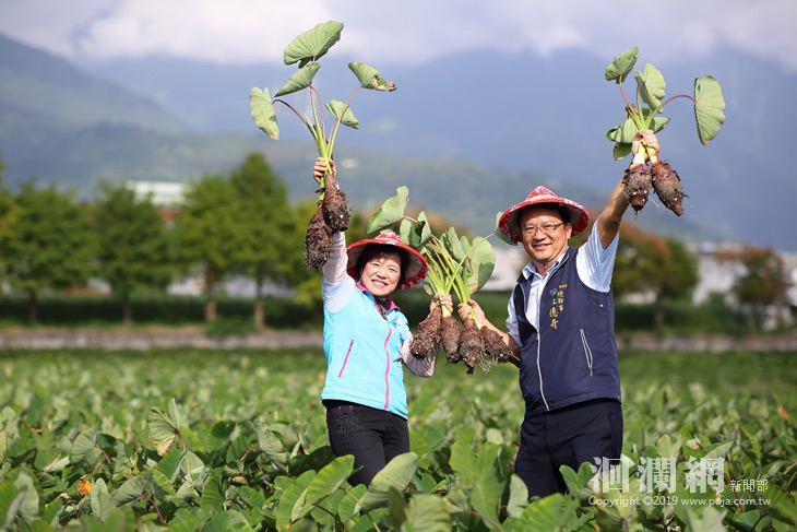 繽紛吉安芋見幸福  吉安鄉公所與農會深耕土地、