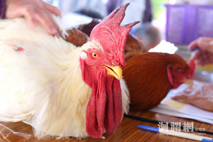 吉安客庒 閹雞賽 87位參賽創歷年紀錄