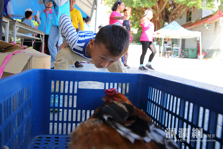 閹雞-19.jpg