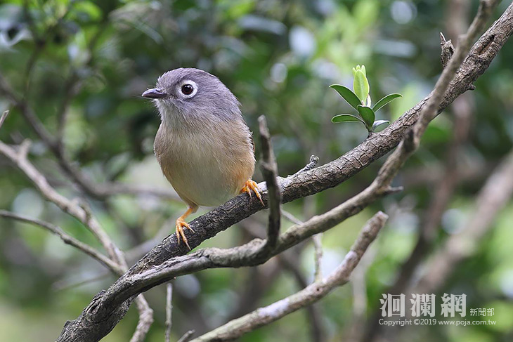 「森境太魯閣—太魯閣森林生態紀實」紀錄片發表
