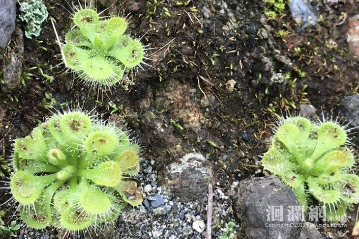 想認識臺灣本土的食蟲植物嗎？花蓮棲地保育志工培