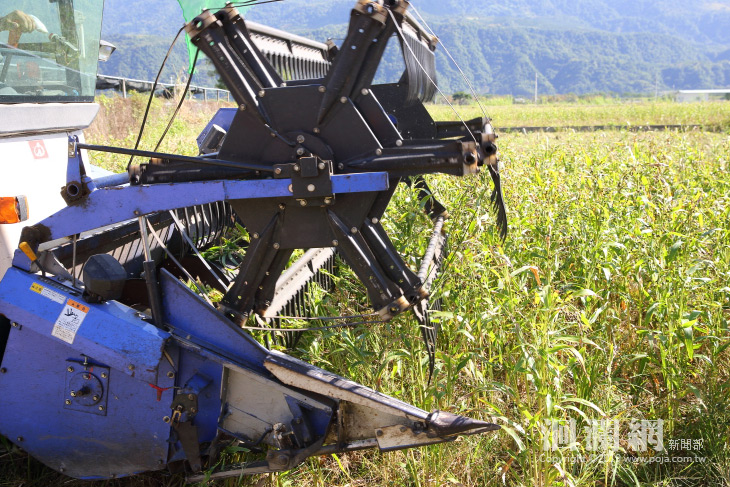 農糧署推動農業機械化，機耕薏苡省工有效率