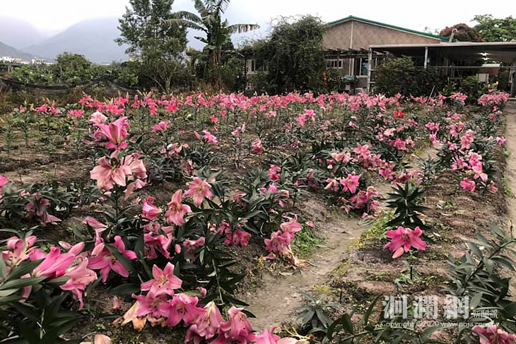 阿港伯香水百合盛開，開放採購