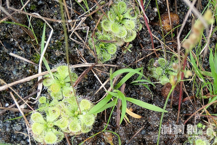 瀕危物種保育刻不容緩，林管處號召“食蟲植物國家