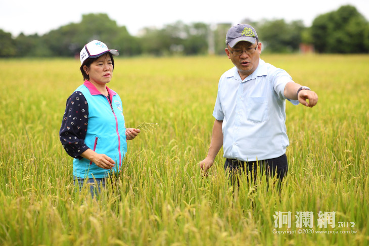 吉安鄉公所呼籲稻米因災害造成不稔實情形應盡速