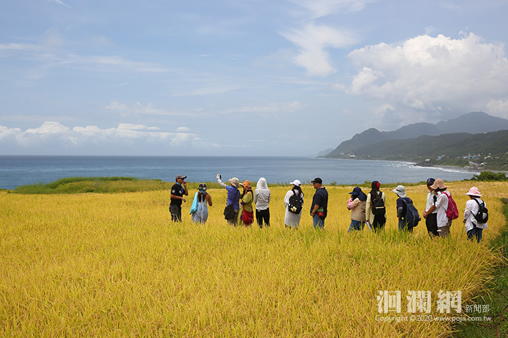 新社部落有機農業好亮麗，新米上市囉!-洄瀾網新聞